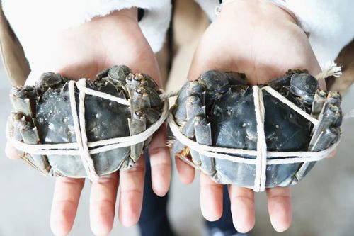 螃蟹幾乎年年火爆，為什么今年卻滯銷了？