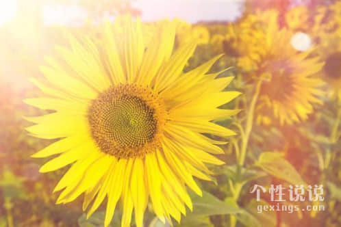 生活告訴我們走心的經(jīng)典說說（58條）