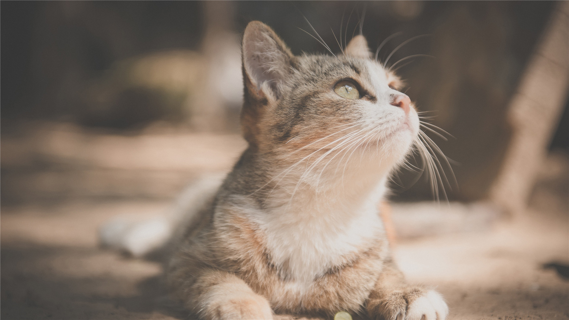 希望離開的人不經(jīng)意想起我的時候，能夠面帶微笑