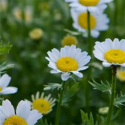 適合清明節(jié)發(fā)朋友圈的說說