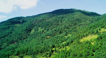 全椒是國林場改革林業(yè)基礎(chǔ)知識考試