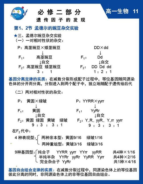 高一,必修,基礎(chǔ)知識(shí),生物