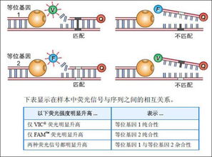 單核苷酸多態(tài)性基礎(chǔ)知識(shí)