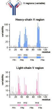 抗體基礎(chǔ)知識(shí)