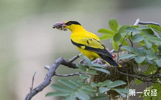 鳥類分類基礎(chǔ)知識