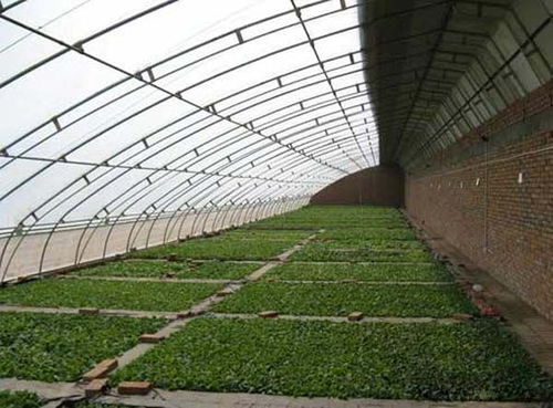 溫室,基礎(chǔ)知識(shí),種植,部隊(duì)