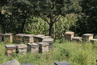 養(yǎng)蜂的基礎(chǔ)知識