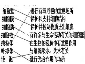 細(xì)胞器基礎(chǔ)知識填空
