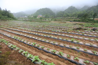 烤煙生產(chǎn)基礎(chǔ)知識