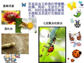 昆蟲的基礎(chǔ)知識