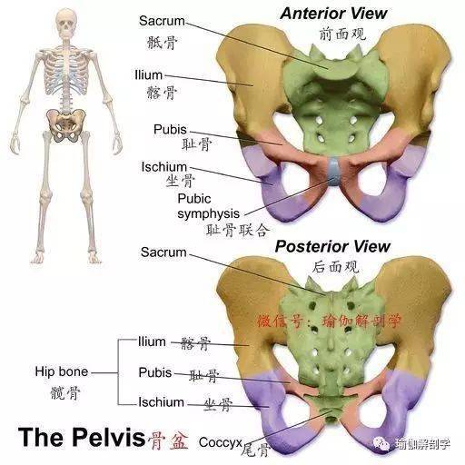 骨盆的基礎(chǔ)知識(shí)