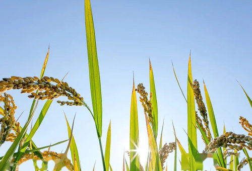 高產(chǎn)水稻基礎(chǔ)知識(shí)