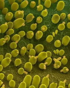 酵母的基礎(chǔ)知識