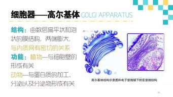 生物醫(yī)學(xué)基礎(chǔ)知識(shí)測試,單招生物醫(yī)學(xué)基礎(chǔ)知識(shí)測試,河北單招生物醫(yī)學(xué)基礎(chǔ)知識(shí)