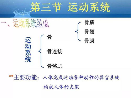 解剖基礎(chǔ)知識(shí)總結(jié)