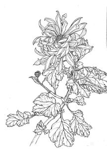 線描畫法基礎(chǔ)知識