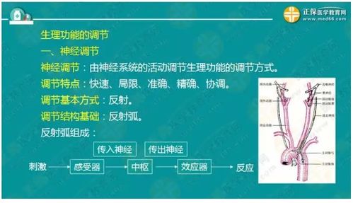 醫(yī)學(xué)基礎(chǔ)知識(shí)生理學(xué)豆丁網(wǎng)