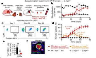 造血干細(xì)胞基礎(chǔ)知識(shí)
