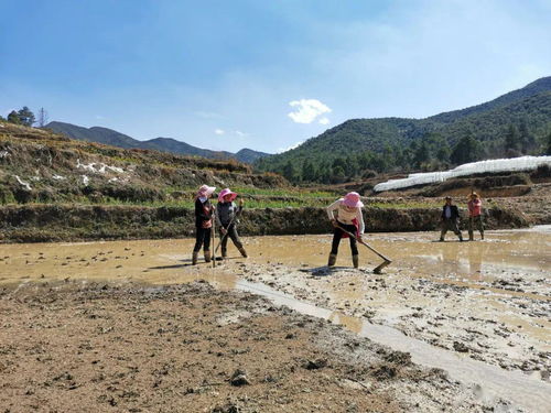 稻種基礎(chǔ)知識(shí)