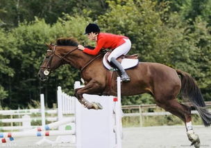 零基礎(chǔ)馬術(shù)知識