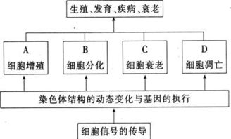 細(xì)胞的生命歷程基礎(chǔ)知識(shí)