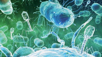 細(xì)菌真菌病毒特效藥,細(xì)菌真菌病毒知識(shí)點(diǎn)總結(jié),細(xì)菌,真菌,病毒,霉菌的區(qū)別