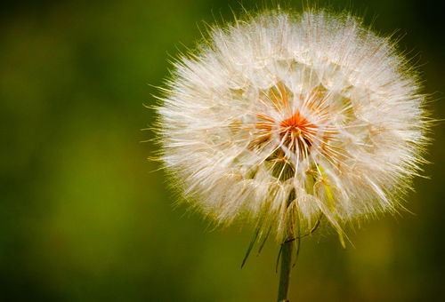 蒲公英基礎(chǔ)知識