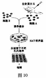 動(dòng)物細(xì)胞的基礎(chǔ)知識(shí)