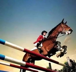 馬術(shù),基礎(chǔ),知識