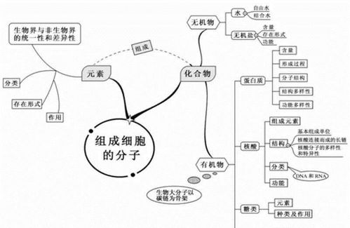 初中細(xì)胞生物基礎(chǔ)知識