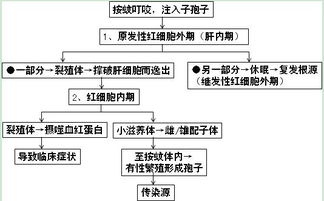 藥品專業(yè)基礎(chǔ)理論知識