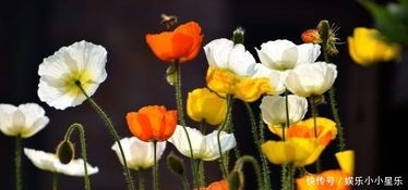 虞美人基礎(chǔ)知識(shí)