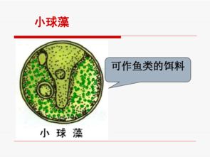 單細胞生物體基礎(chǔ)知識