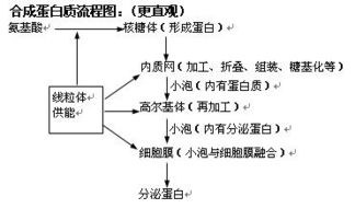 細(xì)胞生物基礎(chǔ)知識(shí)(上)